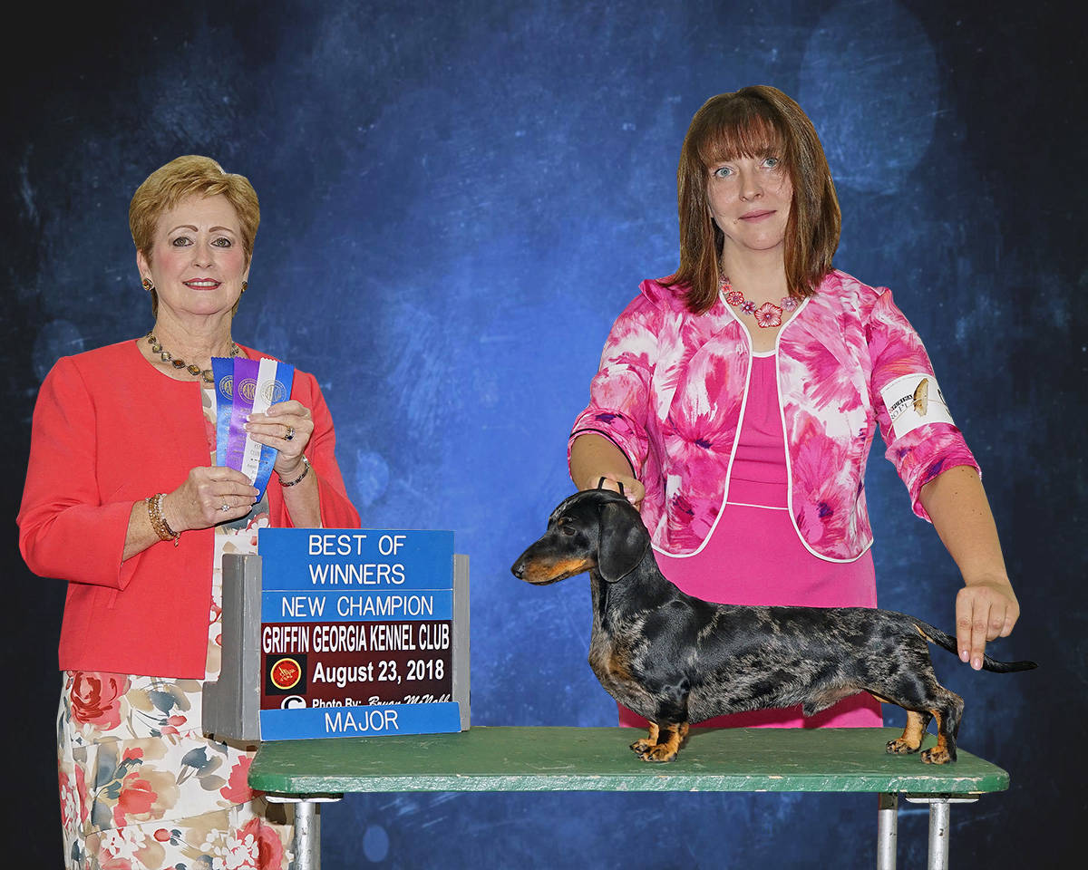 Dapple Miniature Dachshund