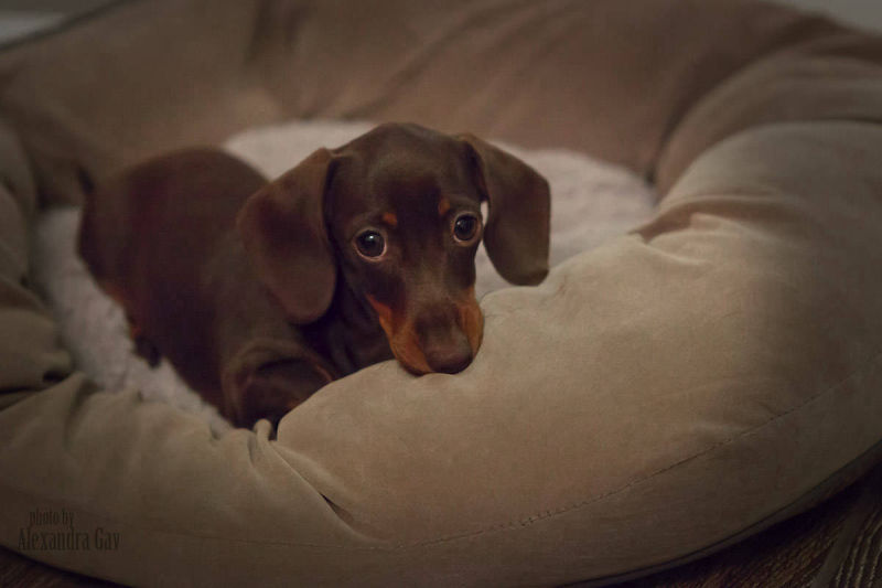 Chocolate Dachshunds North Carolina