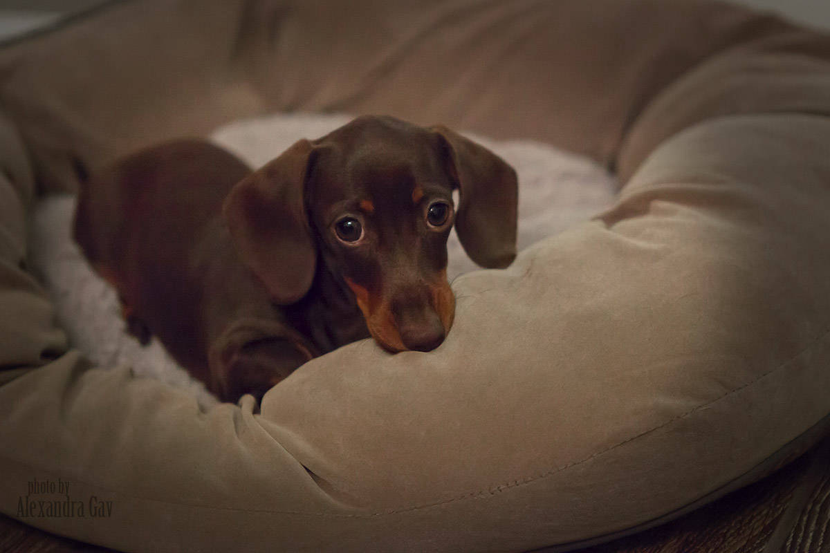 Chocolate Dachshunds North Carolina