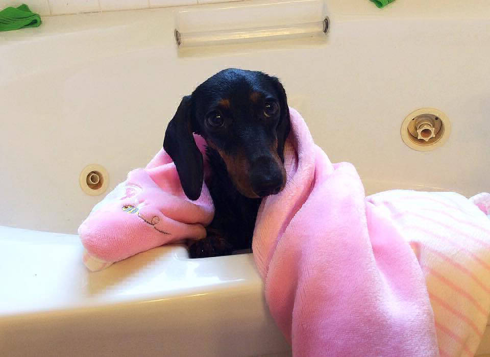 Ch.Zigmunddorf Jenevieva