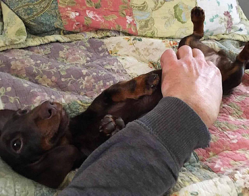 Tiny Dachshund