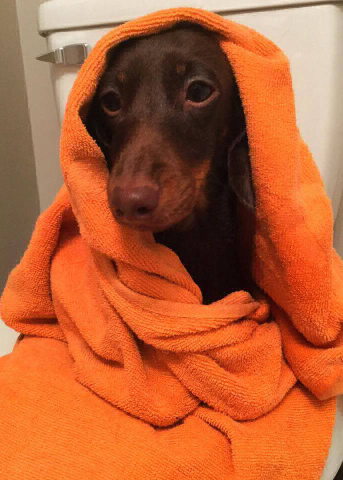 Kaninchen Dachshund rabbit size