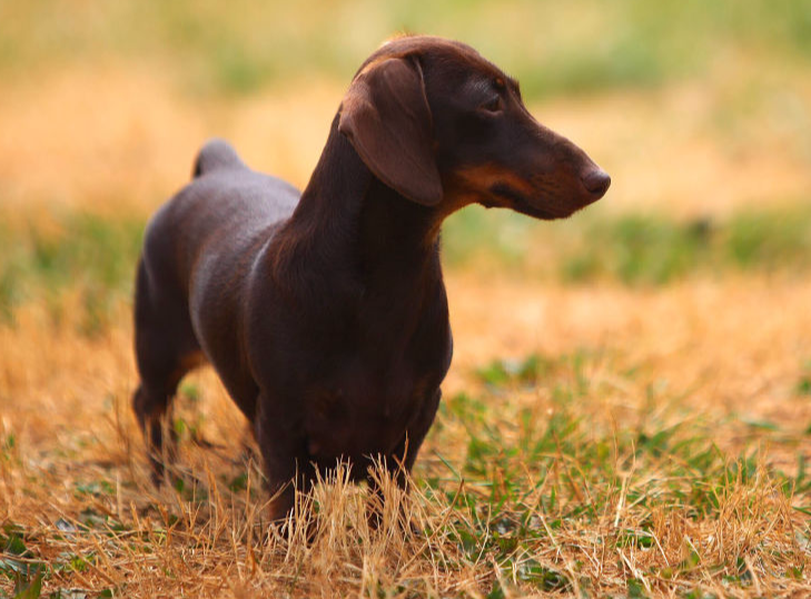 Champion Miniature Rabbit Dachshund