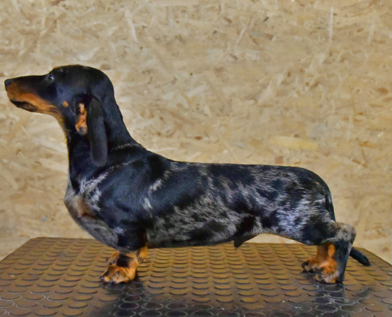 Dapple Miniature Dachshund