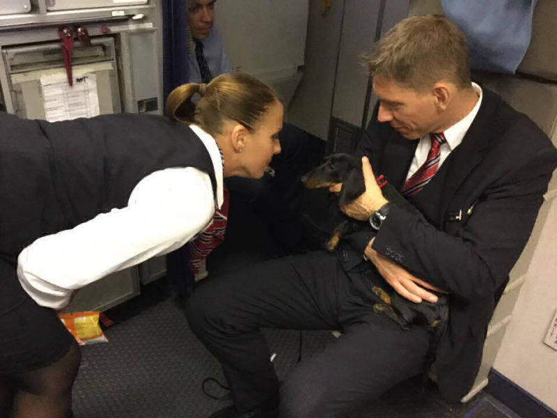 Shipping Dachshunds by air