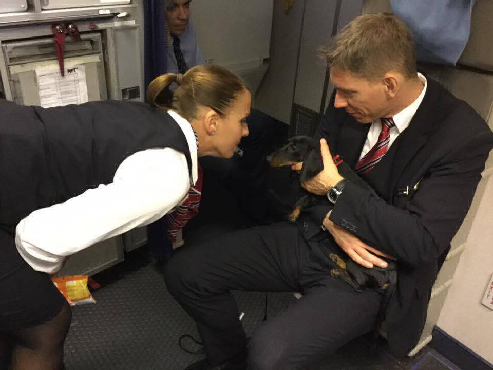 Shipping Dachshunds by air