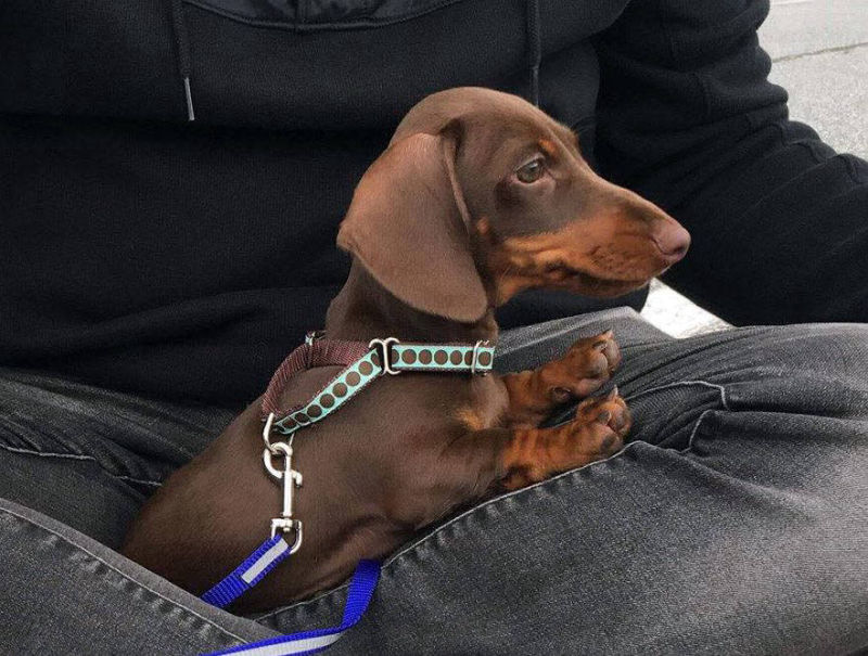 Dachshund smooth puppies