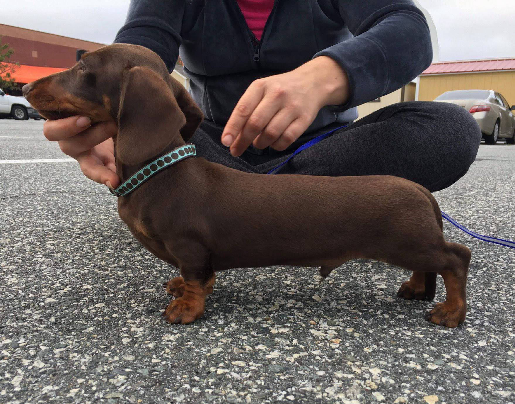 Dachshund show prospect