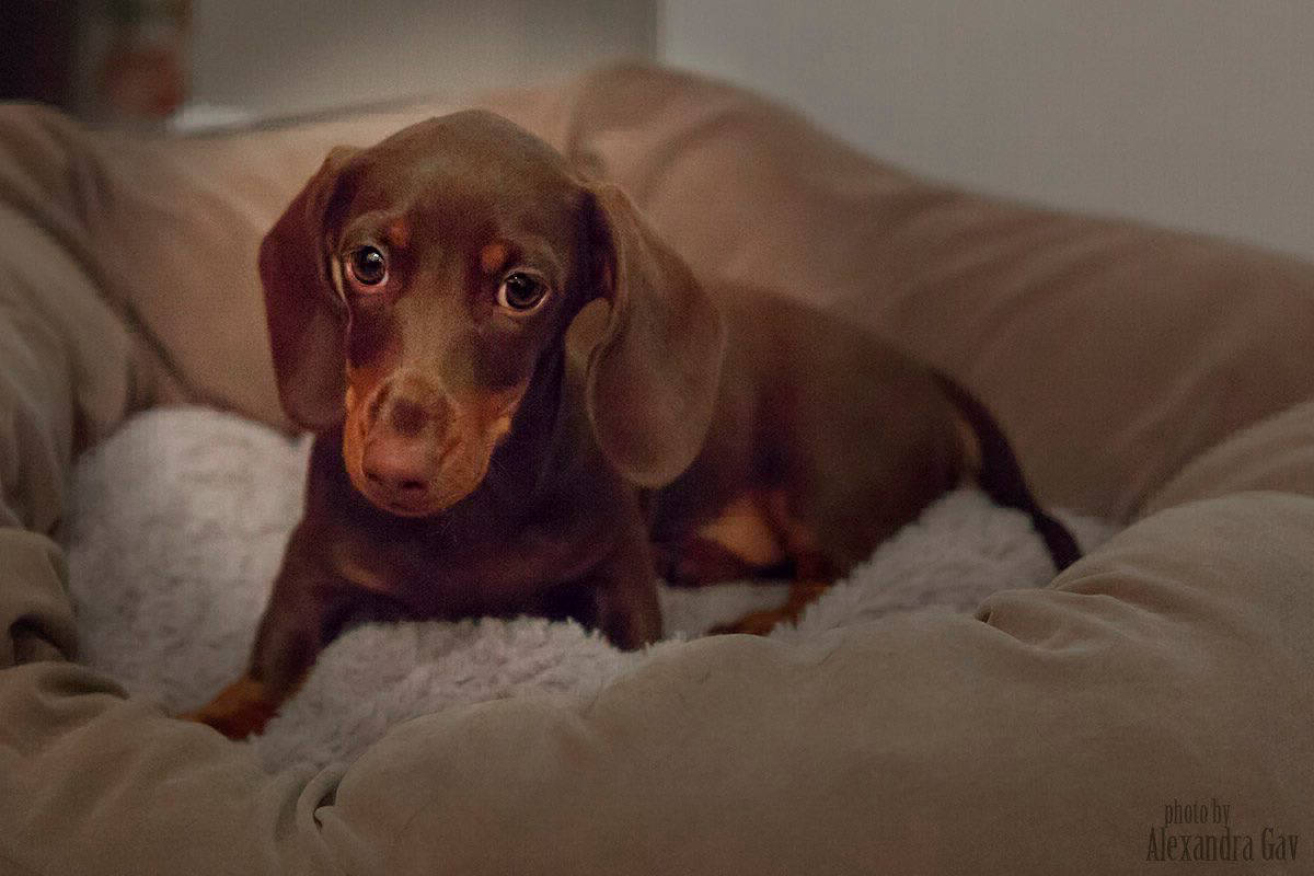 Hunter the Dachshund