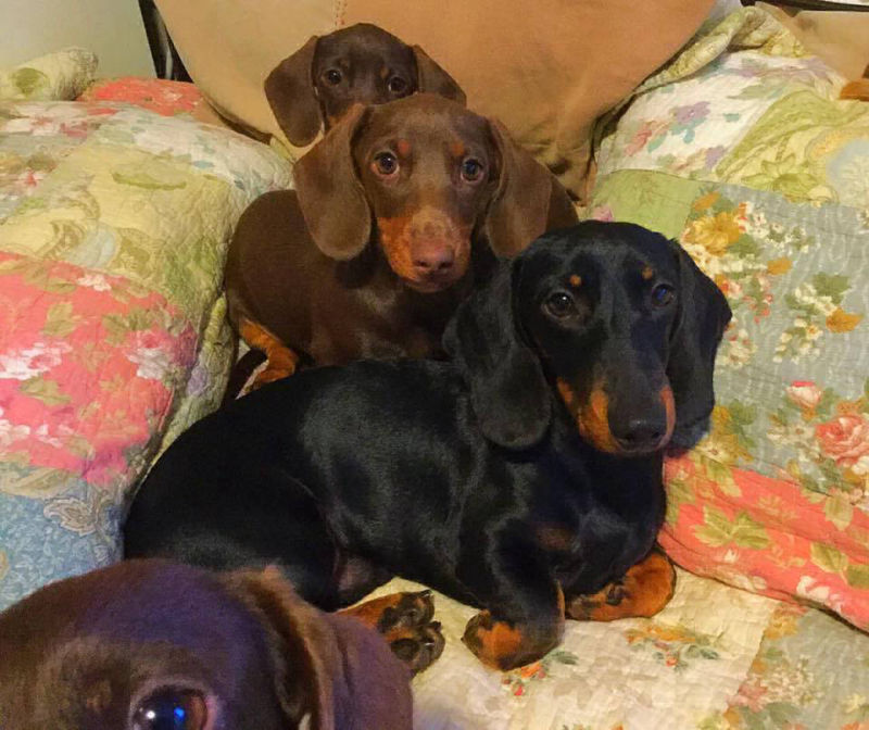 Kaninchen Dachshund pack North Carolina
