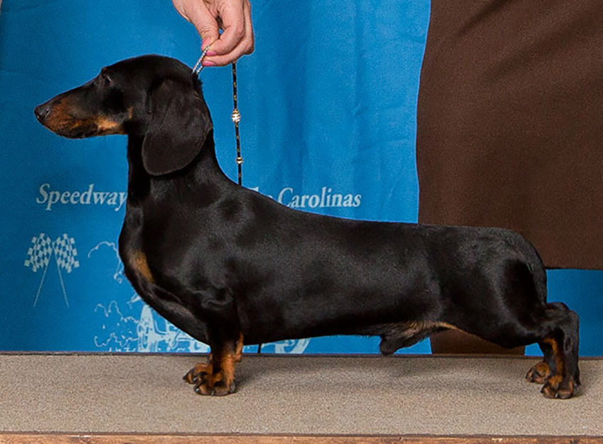 Mini Dachshund Show Dog