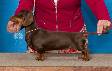 Mini Smooth Dachshund Puppy