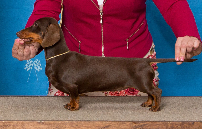 Tiny Dachshund