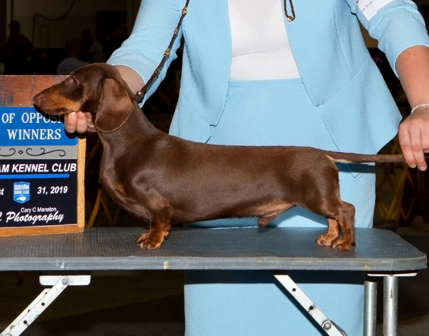 Chocolate Rabbit Dachshund