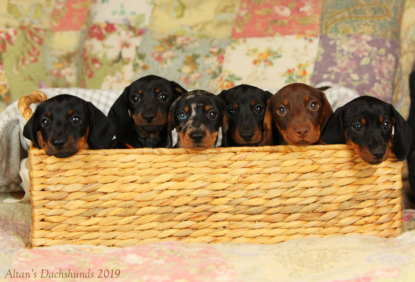 Dachshund Puppy For Sale