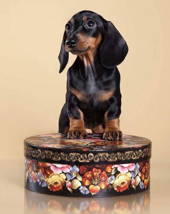 Dachshund puppies North Carolina