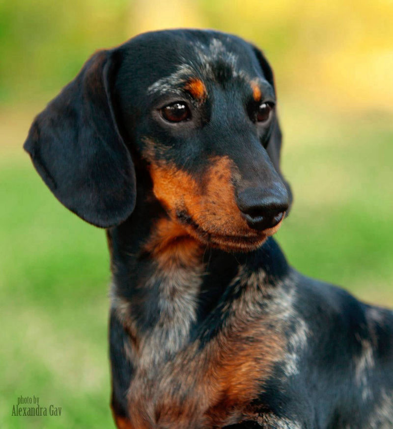Dapple Miniature Dachshund