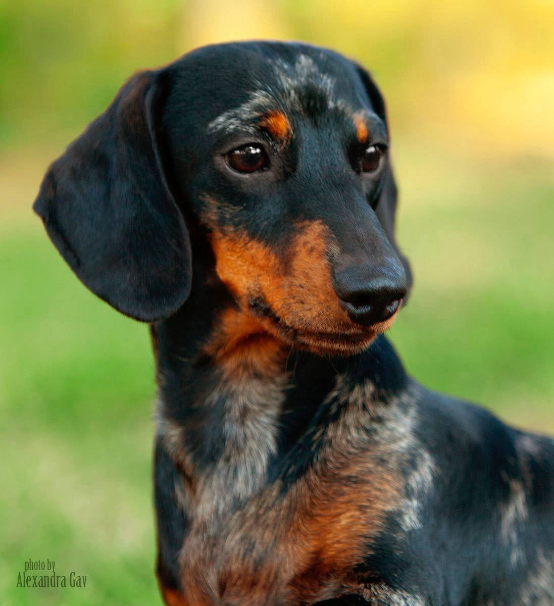 Dapple Miniature Dachshund