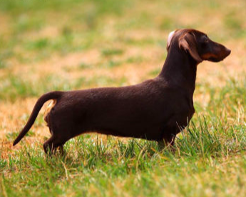 Rabbit Smooth Chocolate Dachshund