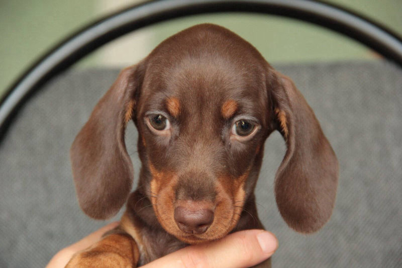 Chocolate Dachshunds North Carolina