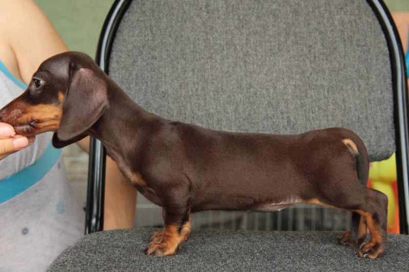 Dachshund smooth puppies