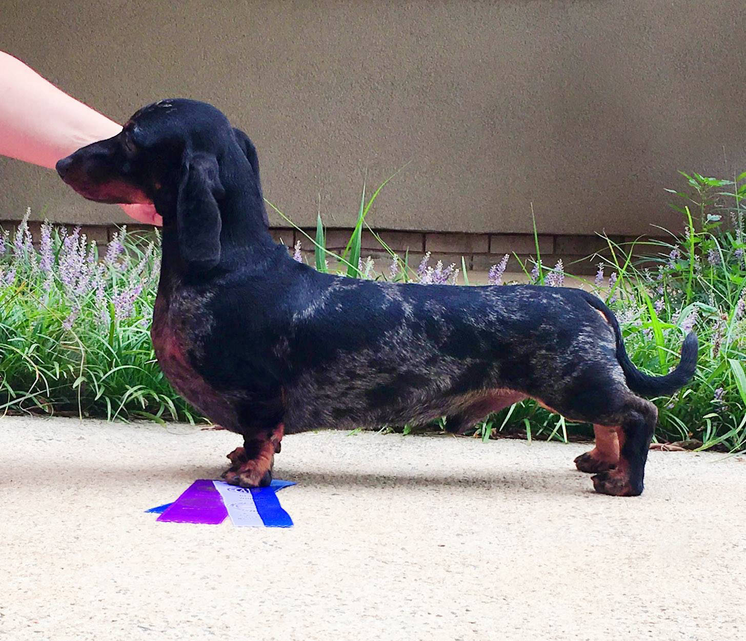 Miniature Smooth Dachshund Stud Dog