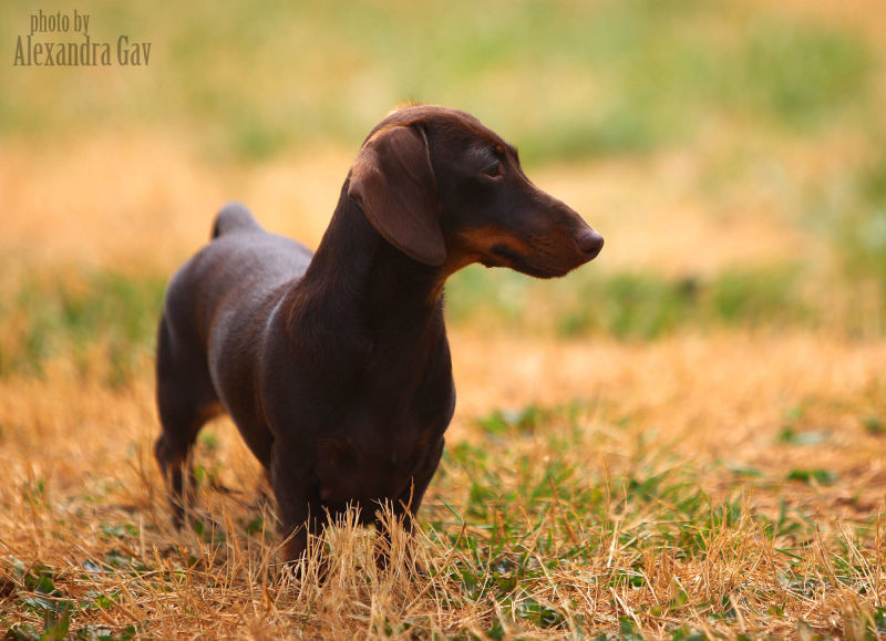 Tiny Dachshund