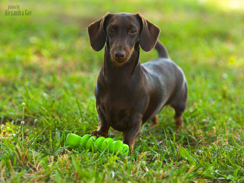 Smooth Dachshund breeders