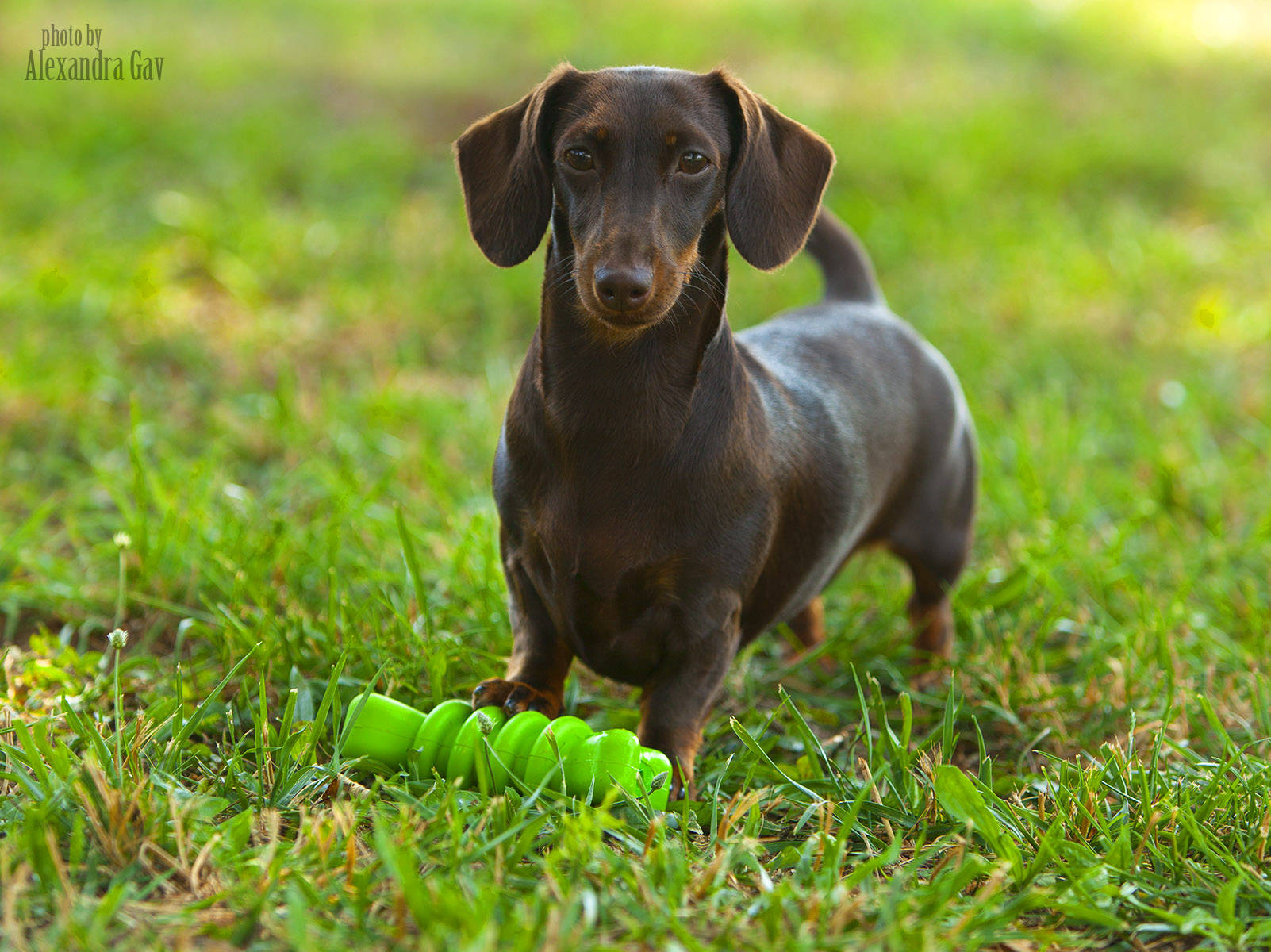 Smooth Dachshund breeders