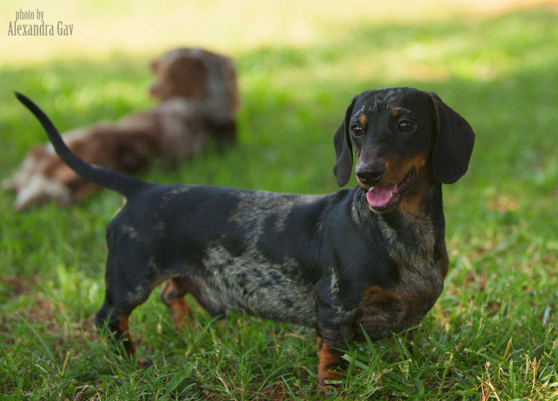 Dapple Miniature Dachshund