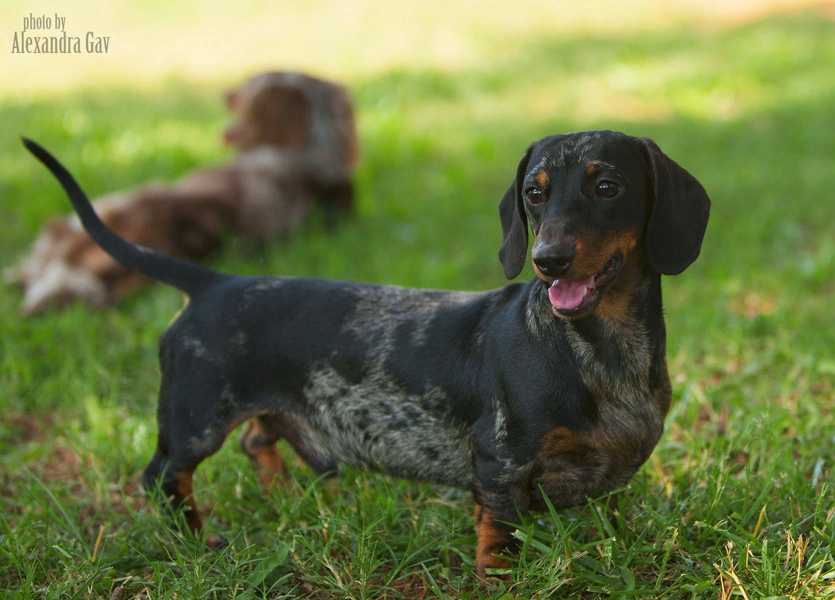 Dapple Miniature Dachshund