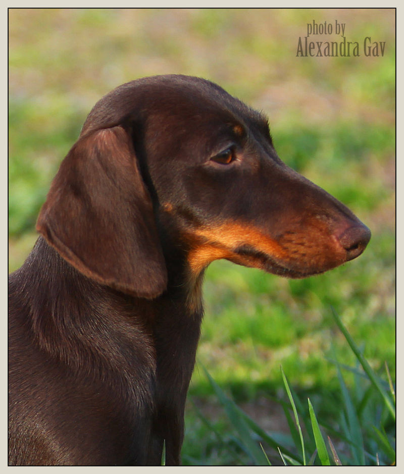 Dachshund head standard