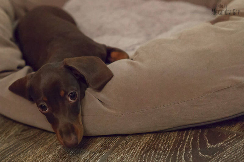 Dachshund show prospect