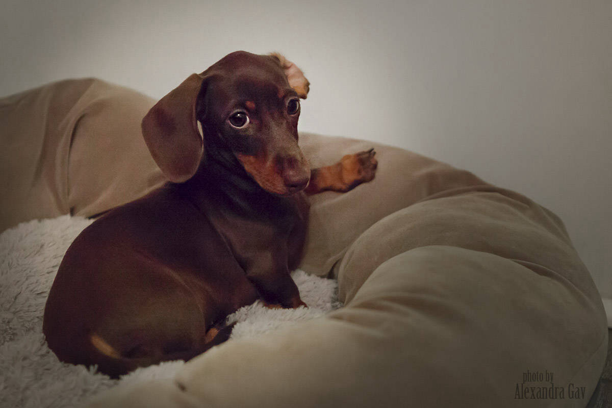 Hunter the Dachshund