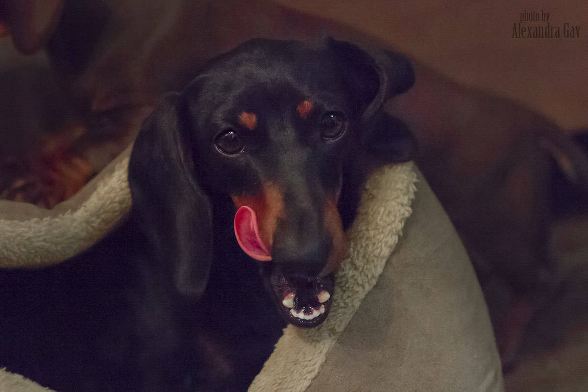 Smooth Dachshund breeder