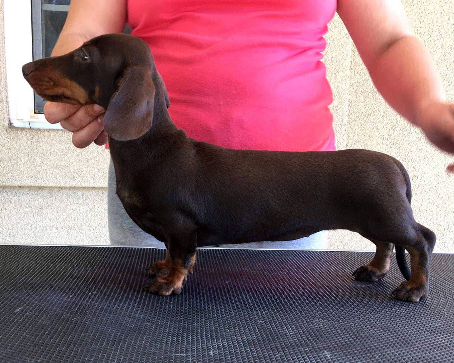 Dachshund smooth puppies