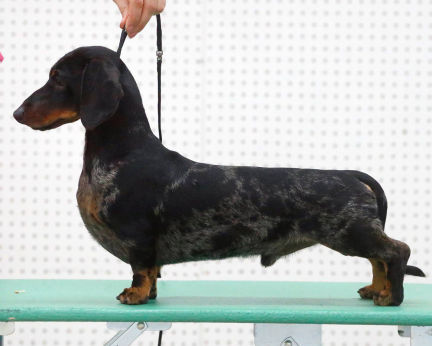 Champion Miniature Dachshund Smooth